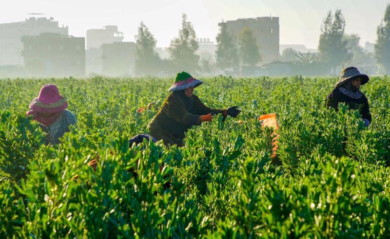 EGP 1.4 Billion Tax Relief For Industrial & Animal Production Sectors