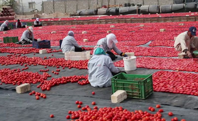 Egypt's Food Exports Increase by 14% Reaching USD 5.1 Billion in 2023