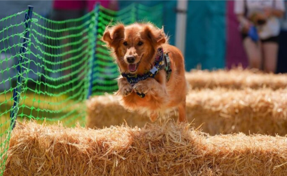 The Spring Festival Celebrates the Dogs of Dubai