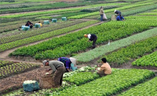 Egypt’s Agricultural Exports Reach USD 1.5 Billion in Four Months