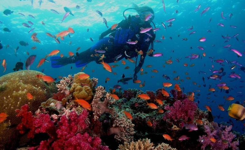 Green Certificate Now Required at Red Sea Hotels & Diving Centres