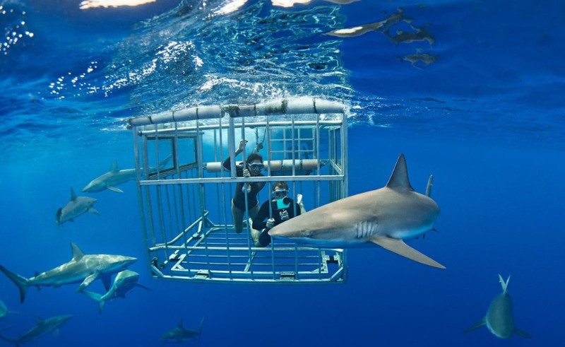 Saudi Arabia’s Newest Attraction Involves Cage Diving with Sharks