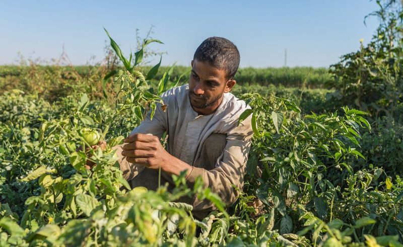 Greece to Hire Seasonal Farmers From Egypt Amidst Labour Shortage