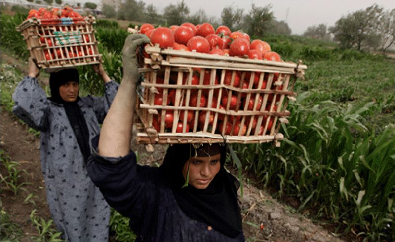 Egyptian Food Exports Surge 31% in First Quarter of 2024