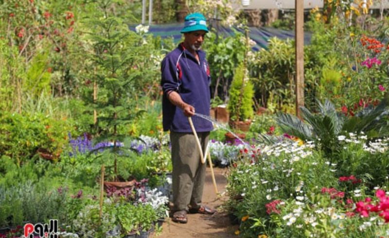91st Spring Flowers Exhibition Blooms in Dokki’s Agricultural Museum