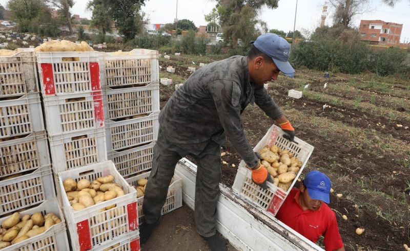 Egypt’s Weekly Food Exports Surge to 250 Thousand Tonnes