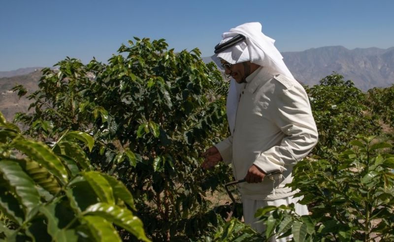 New 'Coffee City' Will Be Built in the Kingdom's Al-Baha Region