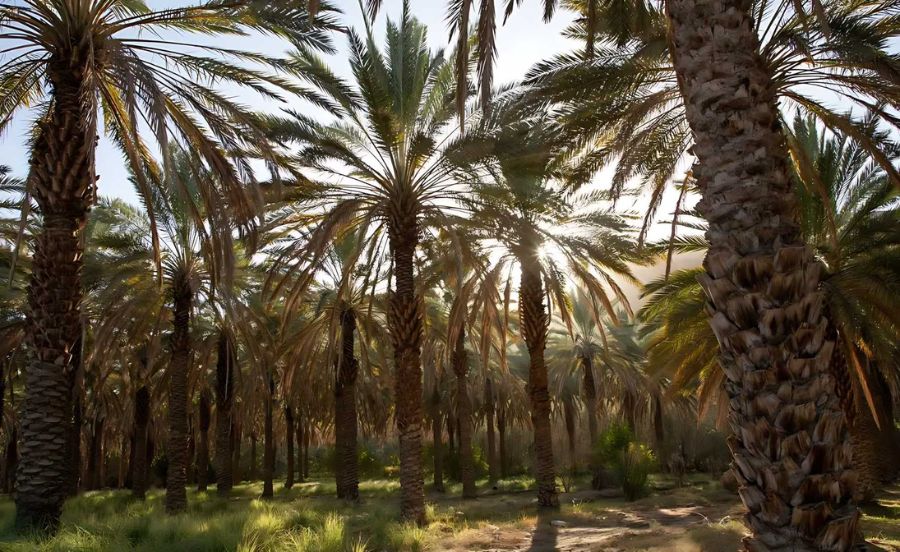 NEOM is Developing Sensory Technology to Detect Pests in Palm Trees