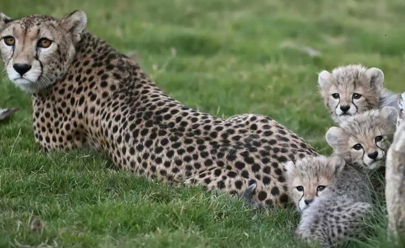 Birth of Four Cheetah Cubs Marks Milestone at National Wildlife Center