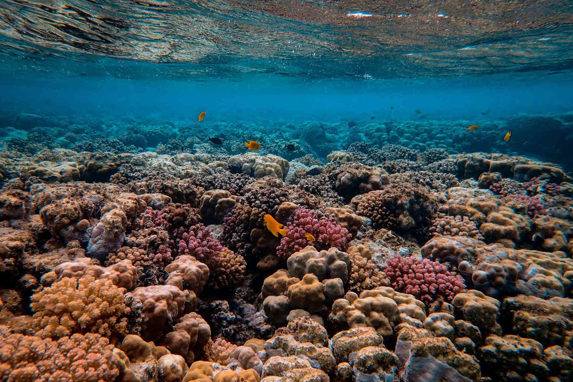 'Compass’ Programme Launched to Preserve & Highlight Red Sea History
