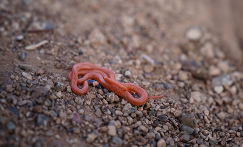 New Snake Species Discovered in AlUla