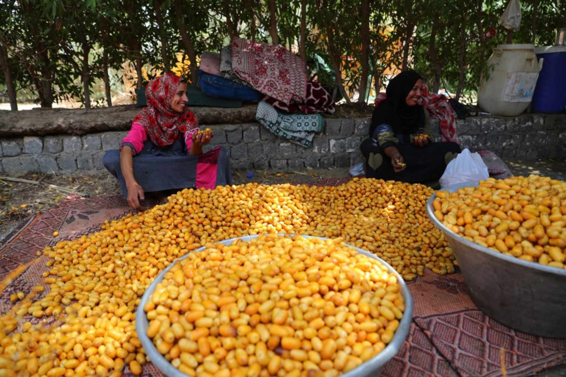 Egypt Ranked as World's Biggest Date Producer