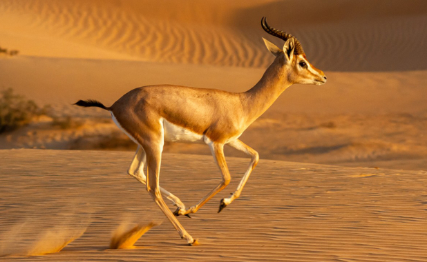 Animal Sanctuaries You Should Visit on Your Travels Around the Region