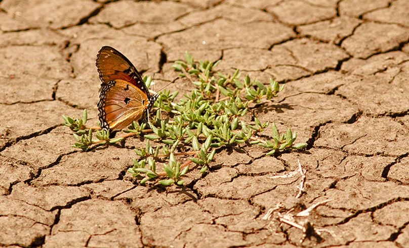 Saudi Arabia Hosts UNCCD COP16 to Tackle Desertification Crisis