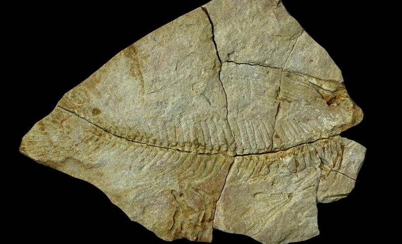 Ancient Marine Fossils Discovered in Northern Saudi Arabia