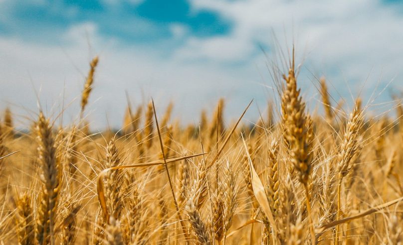 Egypt’s Wheat Imports Hold Steady as Production Rises in 2025