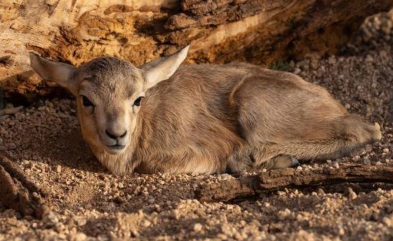 First Sand Gazelle of 2025 Born at Prince Salman Royal Reserve