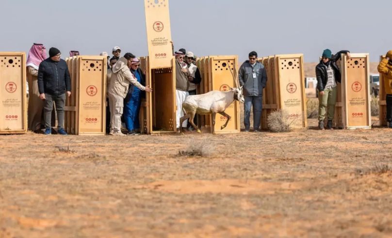 25 Endangered Animals Released into Imam Turki bin Abdullah Reserve