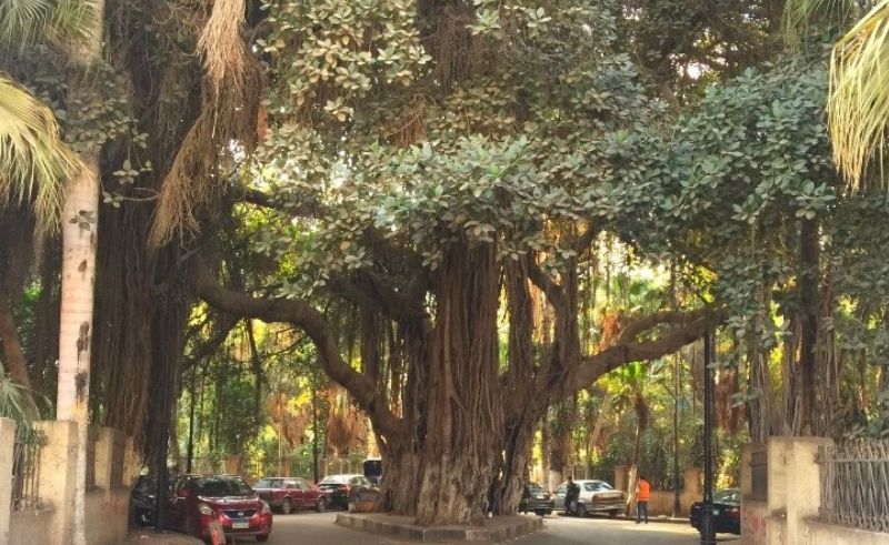 New National Archive Documents Rare & Historic Trees in Egypt