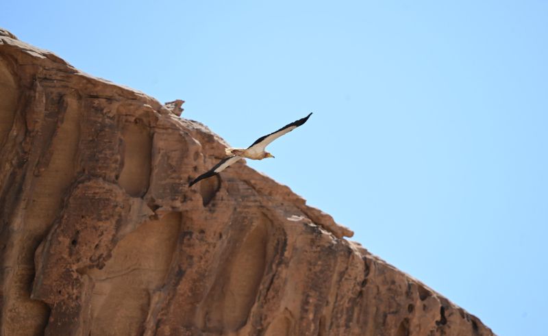 Rare Egyptian Vulture Spotted Feeding Its Newborn In AlUla
