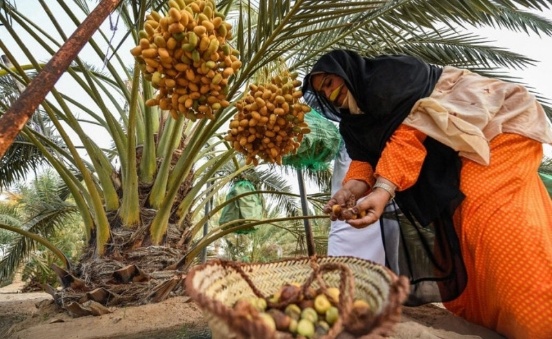 Liwa Date Festival Returns This July With Palm Tree Art Competition