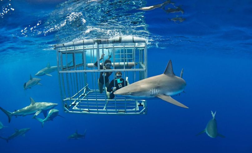 Egypt Launches Red Sea Shark Tracking Programme in Regional First