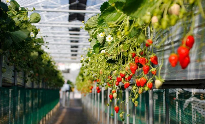 Strawberry Exports From Egypt Reach USD 74 Million In Q1 2025
