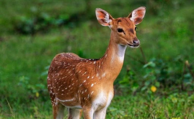 Forest Wonders Brings Jungle Encounters to Jeddah Season