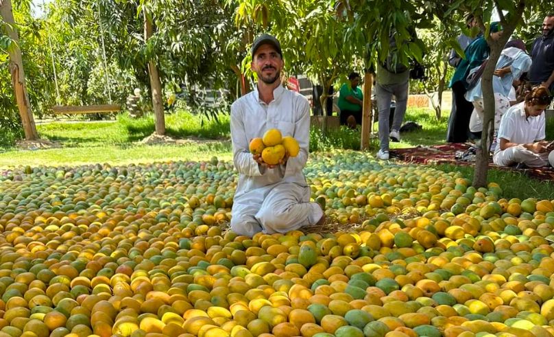 Ismailia Crowns Mango Season With Annual Festival on August 8th