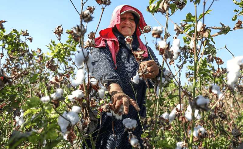 Egyptian Cotton Grows in Sinai For the First Time 