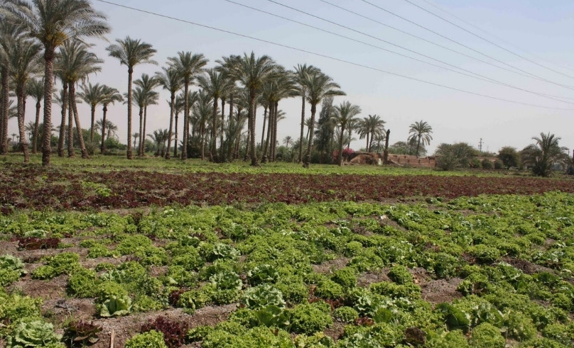 WATCH: Egyptian App AgriCash Links Farmers With Investors