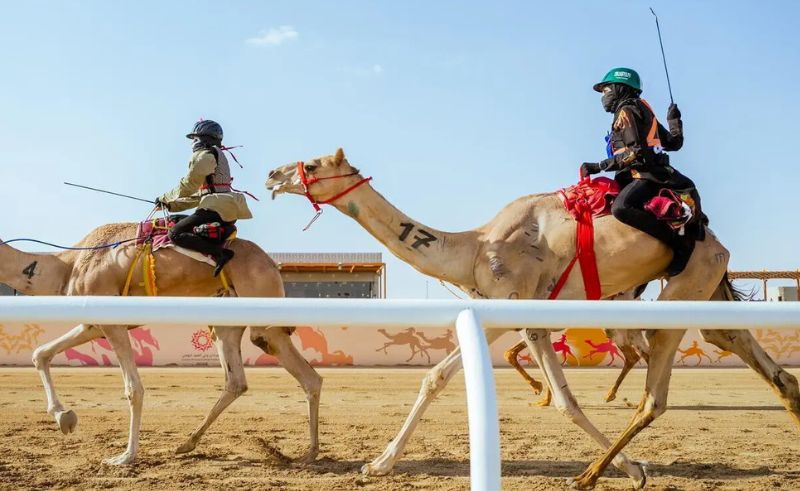 Saudi Women Secure First Camel Race Wins at Taif Festival