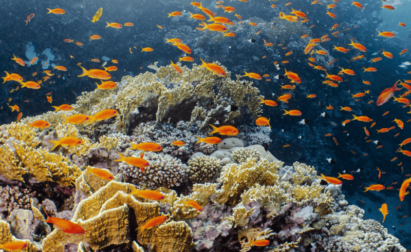 Annual Coral Reef Monitoring Programme Launched in Red Sea