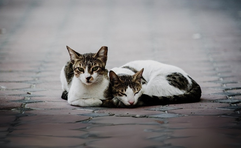 Free Course Teaches Abu Dhabi Residents to Improve Stray Cat Welfare